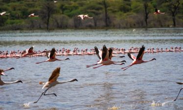 Ultimate Guide to Kenya Birdwatching Tours