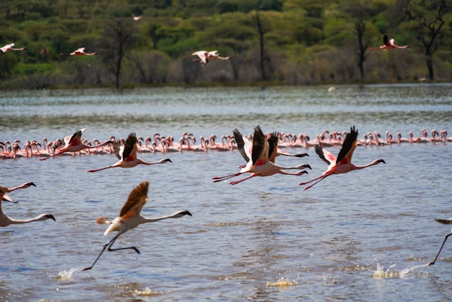 Ultimate Guide to Kenya Birdwatching Tours