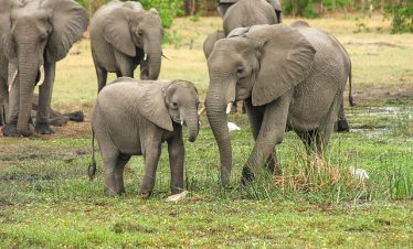 Ultimate Guide to Southern Tanzania Safaris