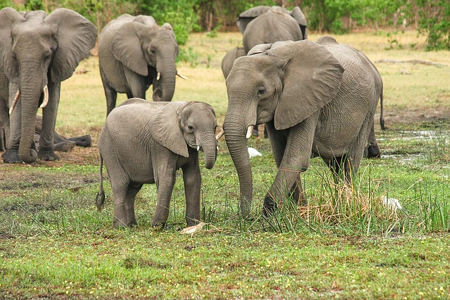 Ultimate Guide to Southern Tanzania Safaris