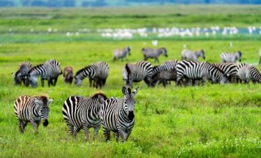 Ultimate Guide to Tanzania Luxury Safari Tour
