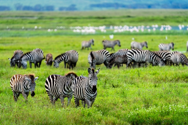 Ultimate Guide to Tanzania Luxury Safari Tour