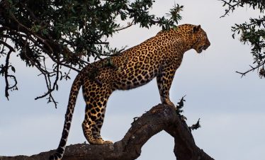Ultimate Guide to Tanzania Park Safari Tours