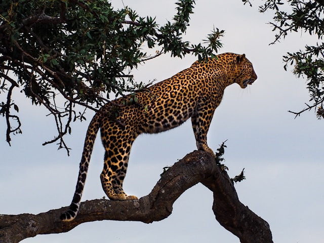 Ultimate Guide to Tanzania Park Safari Tours