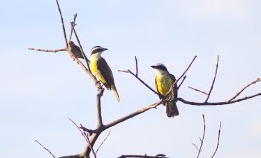 Ultimate Guide to Tanzania birding watching Tour