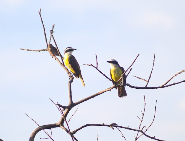 Ultimate Guide to Tanzania birding watching Tour