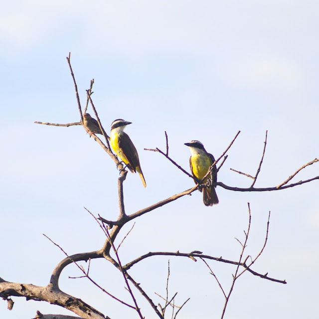 Ultimate Guide to Tanzania birding watching Tour
