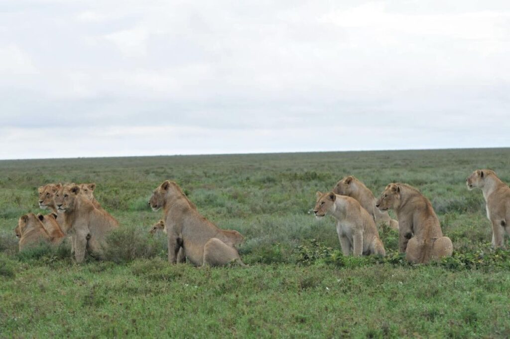 What to Pack & Wear for a Kenya-Tanzania Safari 1