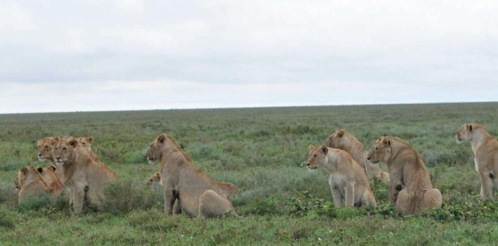 What to Pack & Wear for a Kenya-Tanzania Safari 1