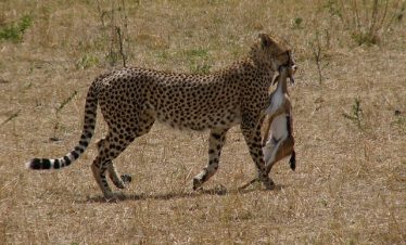 10 Best Tanzania Tours & Zanzibar Beach