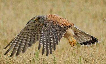 10-Day Tanzania Birdwatching Safari Tour