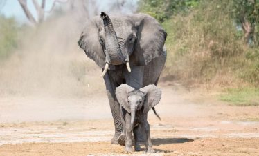15 Best Kenya Tours & Trips From Nairobi & Mombasa