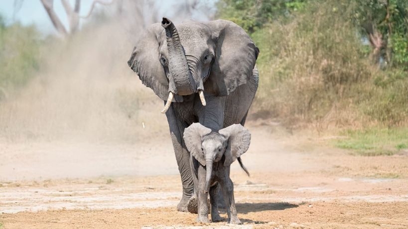 15 Best Kenya Tours & Trips From Nairobi & Mombasa