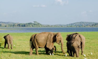 2 Days Tanzania Group Safari