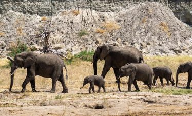 25 Best Tanzania Safari Tours Itineraries