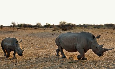 3-Day Ruaha National Park Tour