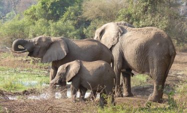 3-Day Selous National Park Tour