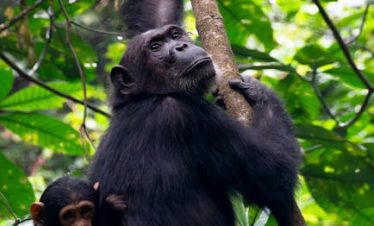 3 Days Bwindi National Park Safari Package