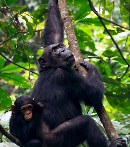 3 Days Bwindi National Park Safari Package