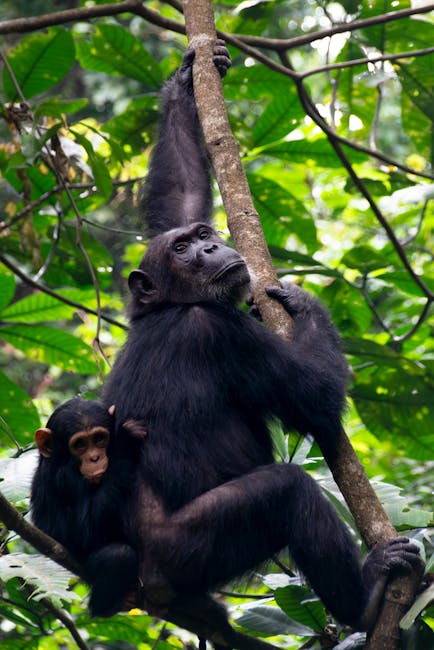 3 Days Bwindi National Park Safari Package