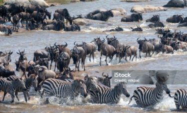 3 Days Ndutu Calving Fly Safari