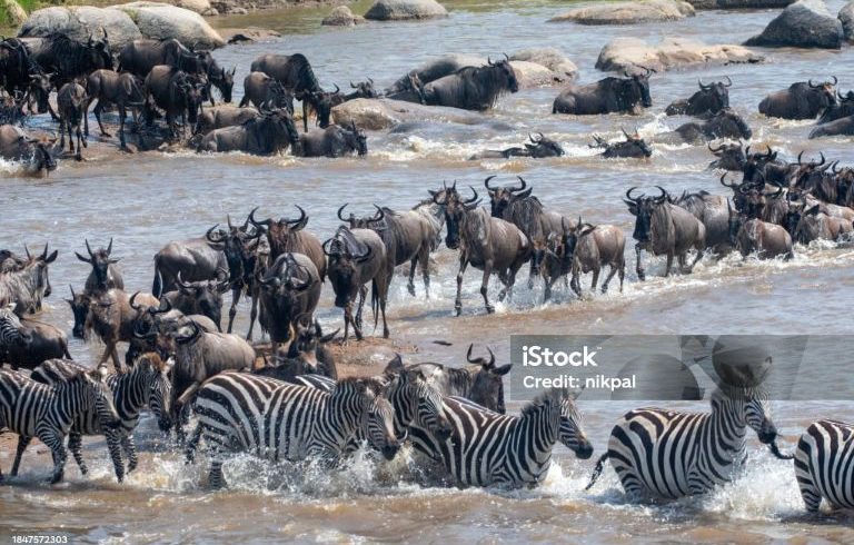 3 Days Ndutu Calving Fly Safari