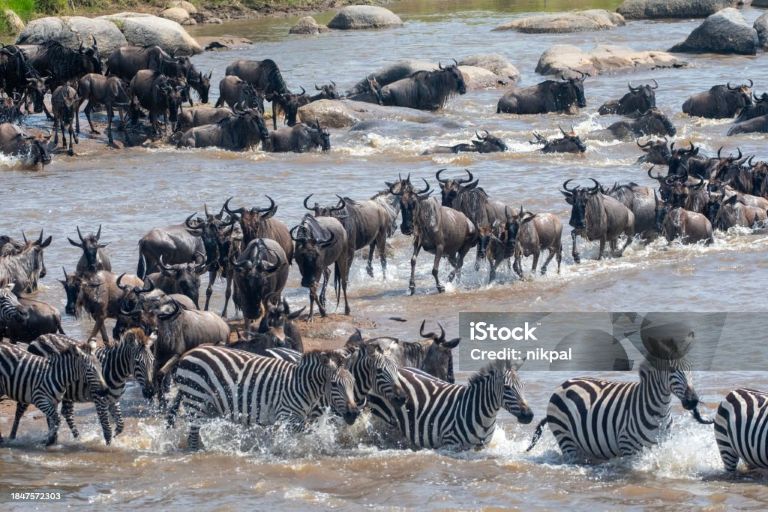3 Days Ndutu Calving Fly Safari