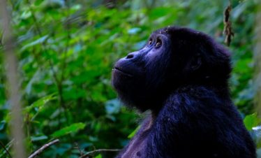 3 days Uganda Gorilla Trekking tour & Price