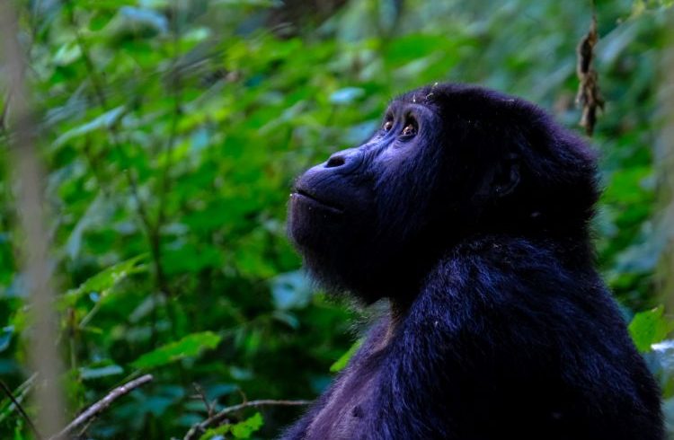 3 days Uganda Gorilla Trekking tour & Price