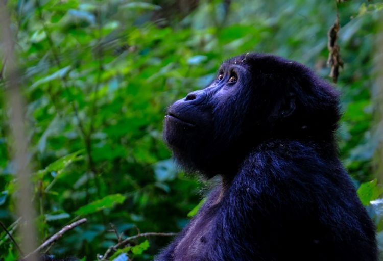 3 days Uganda Gorilla Trekking tour & Price