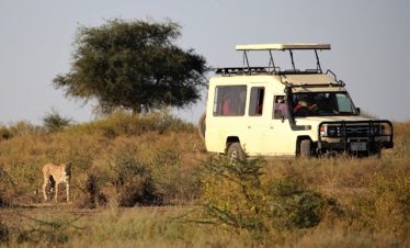 4 Day Calving in Serengeti Safaris