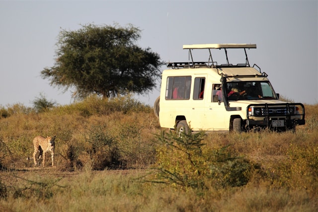 4 Day Calving in Serengeti Safaris