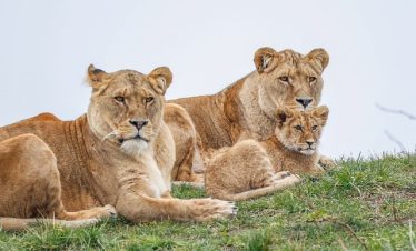 4-Day Selous Luxury Safaris