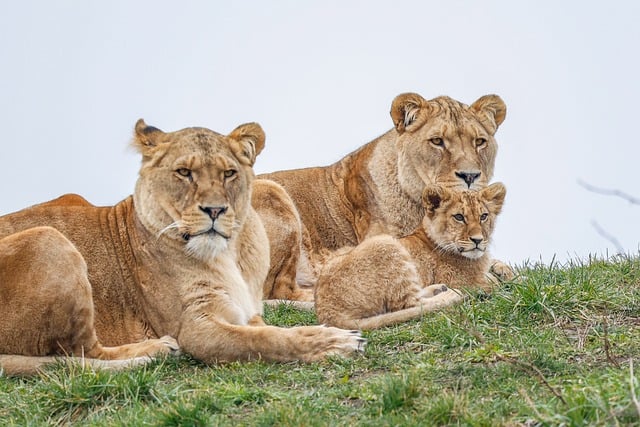 4-Day Selous Luxury Safaris