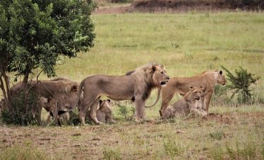 5 Best Tanzania Group-Joining Safari – Daily Departures