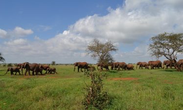 6 Days Masai Mara & Zanzibar Beach Tour