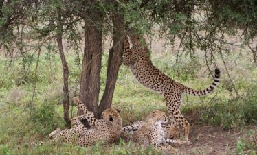 6 Days Tanzania Luxury Safari Experience