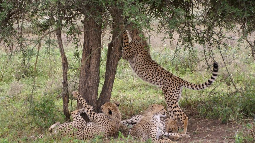 6 Days Tanzania Luxury Safari Experience