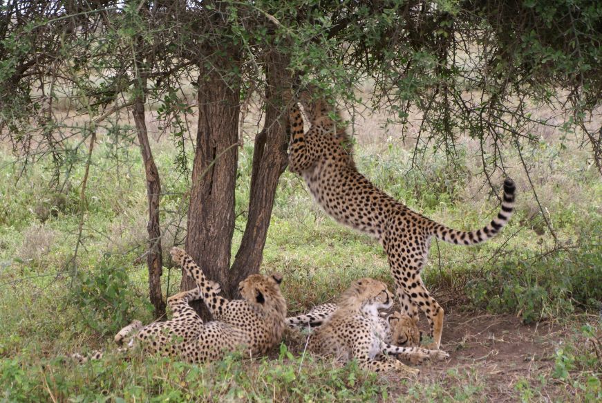 6 Days Tanzania Luxury Safari Experience