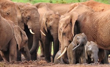 8-Day Selous, Ruaha & Mikumi Tour