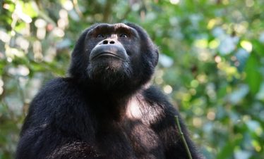 Guide Uganda Chimpanzee Trekking Safari Tours