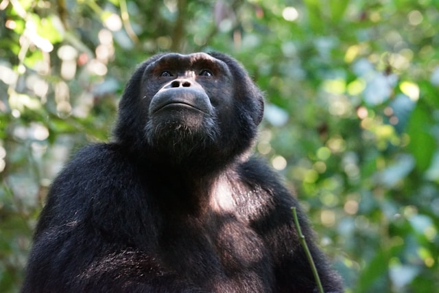 Guide Uganda Chimpanzee Trekking Safari Tours