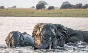 Guide to Uganda All-Inclusive Safari Tours
