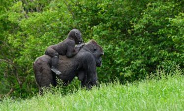 Guide to Uganda Group Joining Safari Tour
