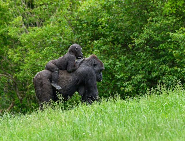 Guide to Uganda Group Joining Safari Tour