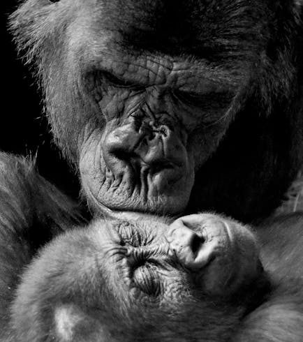 Guide to Uganda Safari Tour Packages