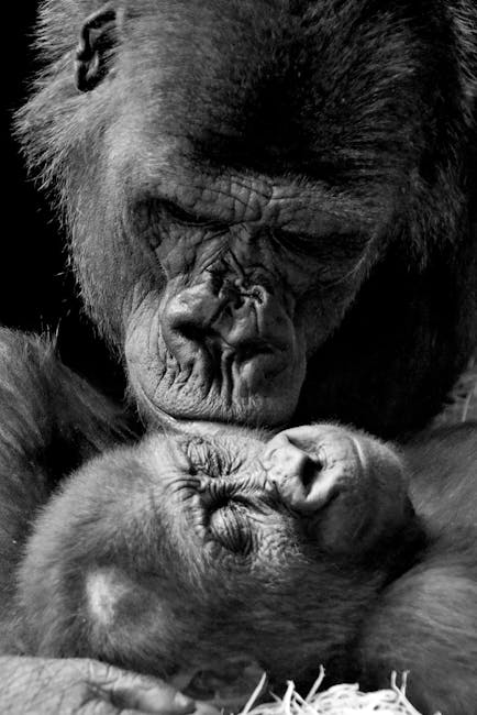 Guide to Uganda Safari Tour Packages