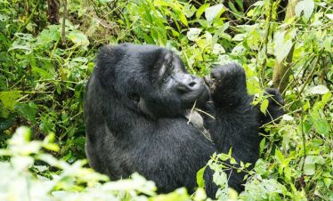 How to Plan for a Gorilla & Chimpanzee Trekking