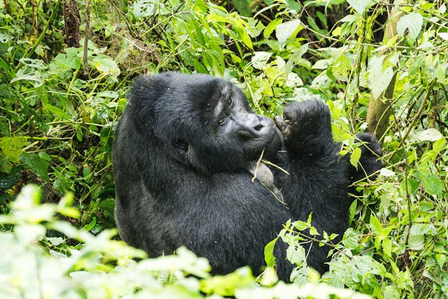 How to Plan for a Gorilla & Chimpanzee Trekking