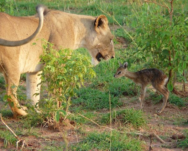 Kibale Forest National Park